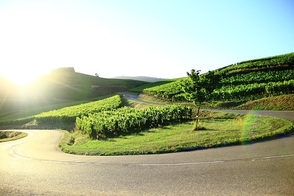 Comment participer aux festivals de la Route des Vins en Alsace ?