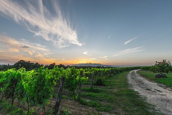 Comment planifier des randonnées sur les routes des vins d'Alsace ?