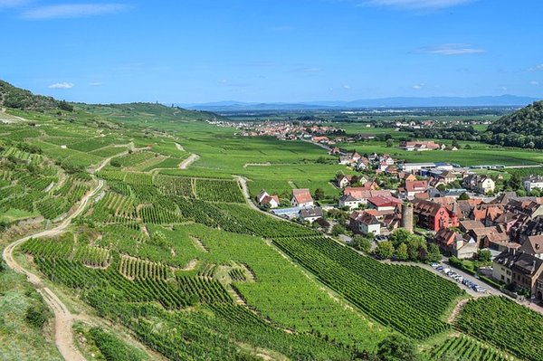 Les meilleures itinéraires pour découvrir les vignobles de la route des vins en Alsace
