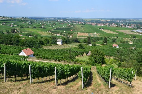 Découvrez les meilleures caves viticoles pour déguster les vins locaux en Alsace